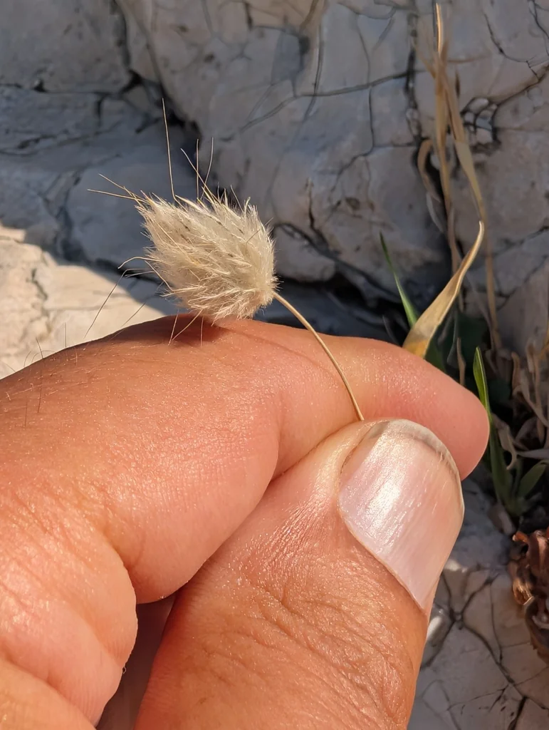 Lagurus Ovatus
