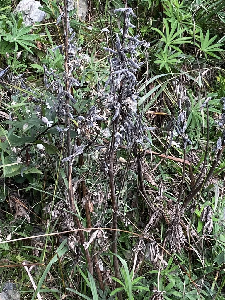Lupinus Polyphyllus