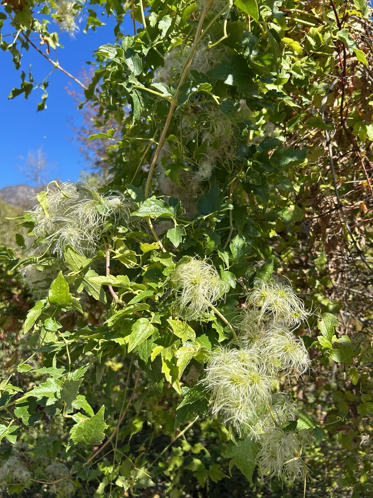 Clematis Ligusticifolia