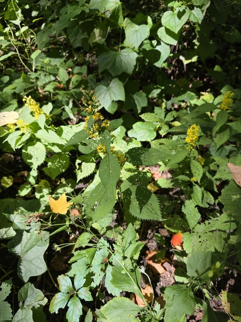 Solidago Flexicaulis