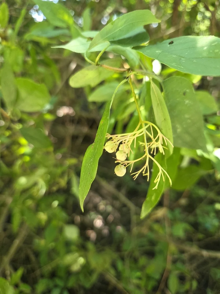 Cornus Racemosa
