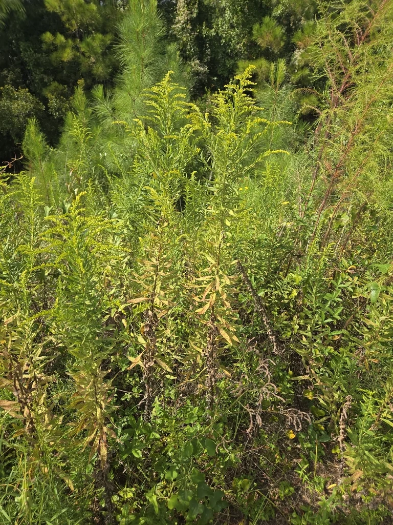 Solidago Altissima