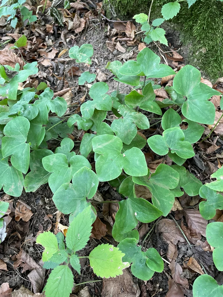 Hepatica Nobilis
