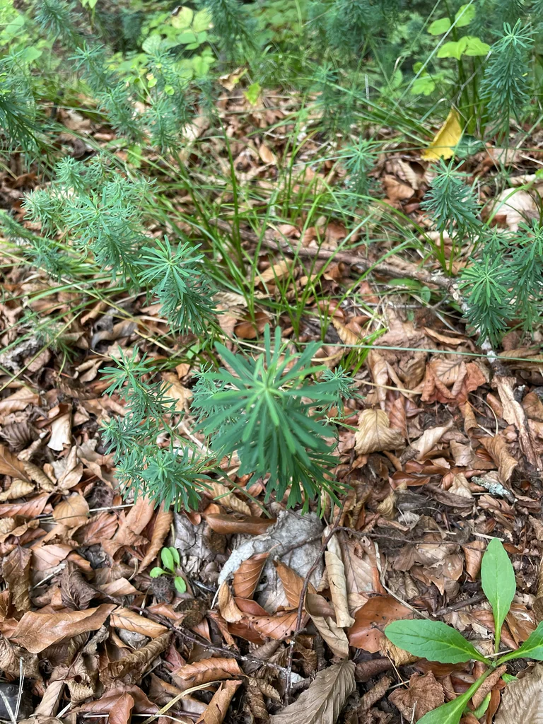 Euphorbia Cyparissias