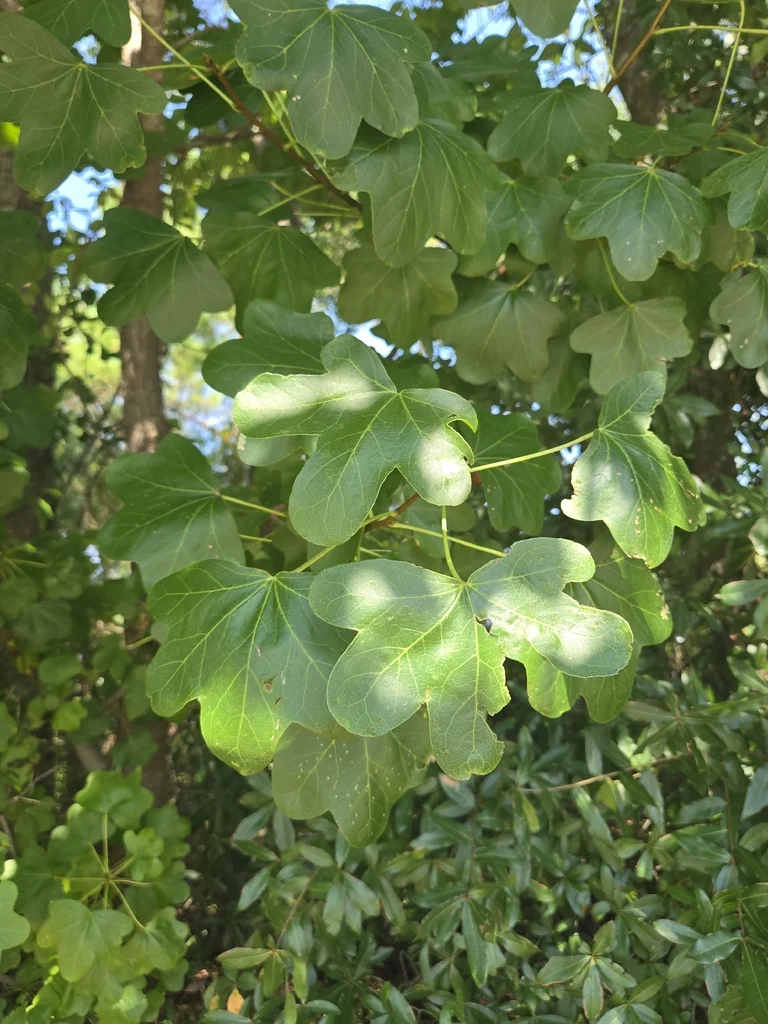 Liquidambar Styraciflua