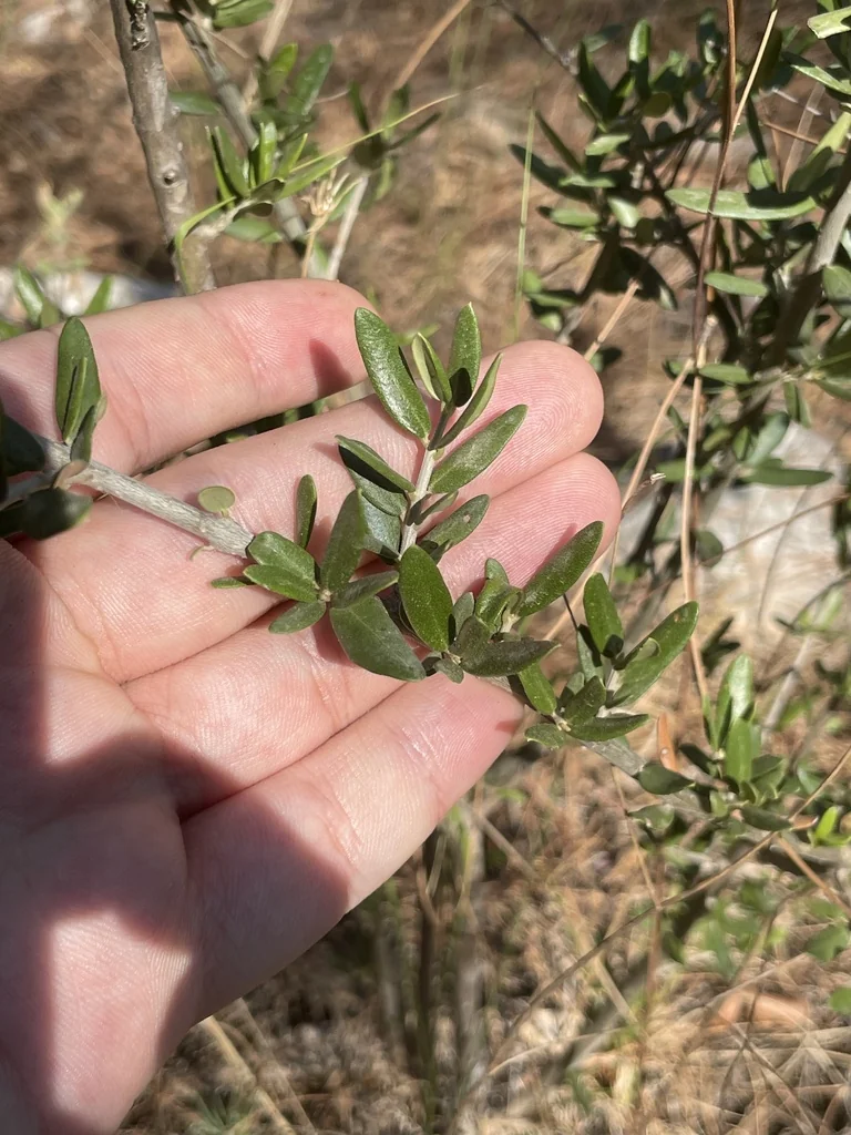 Olea Europaea