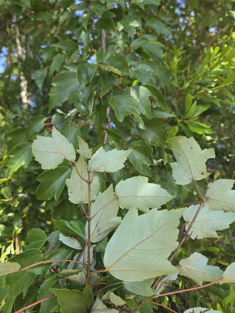 Acer Rubrum