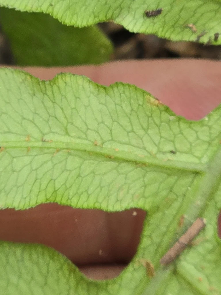 Woodwardia Areolata