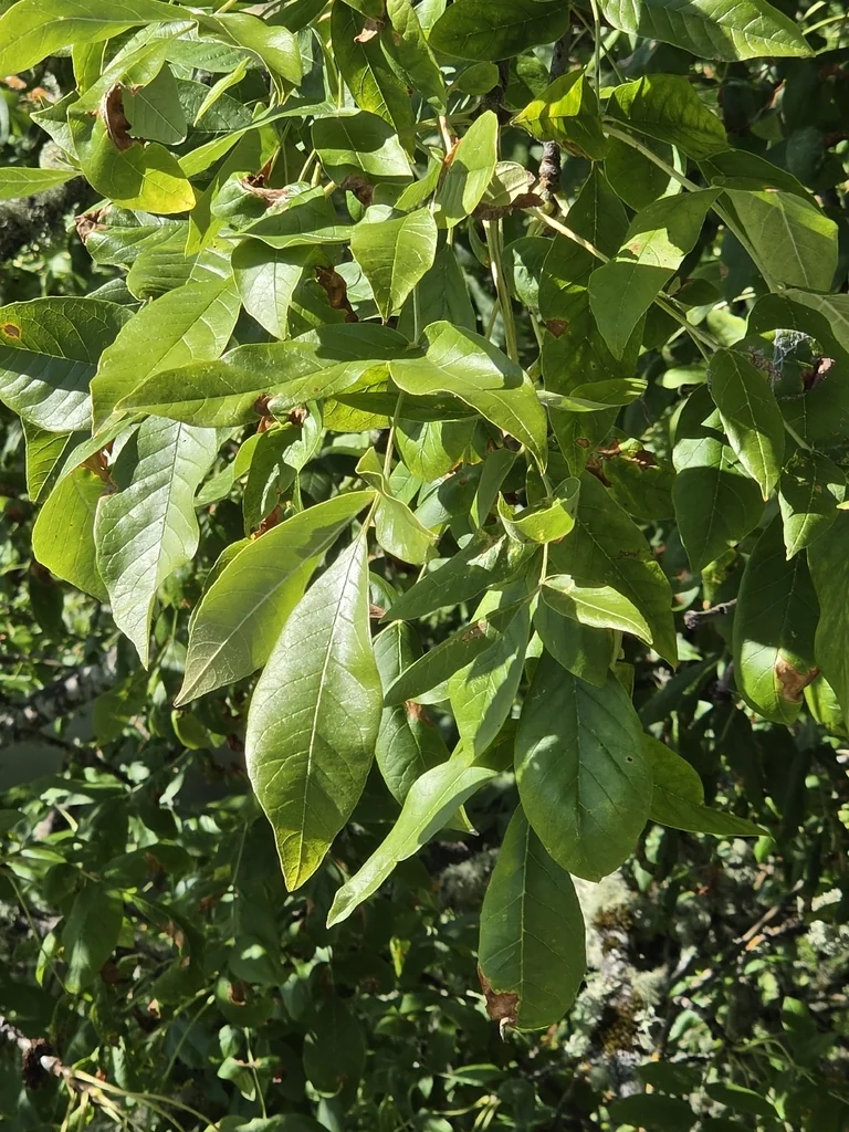 Fraxinus Latifolia