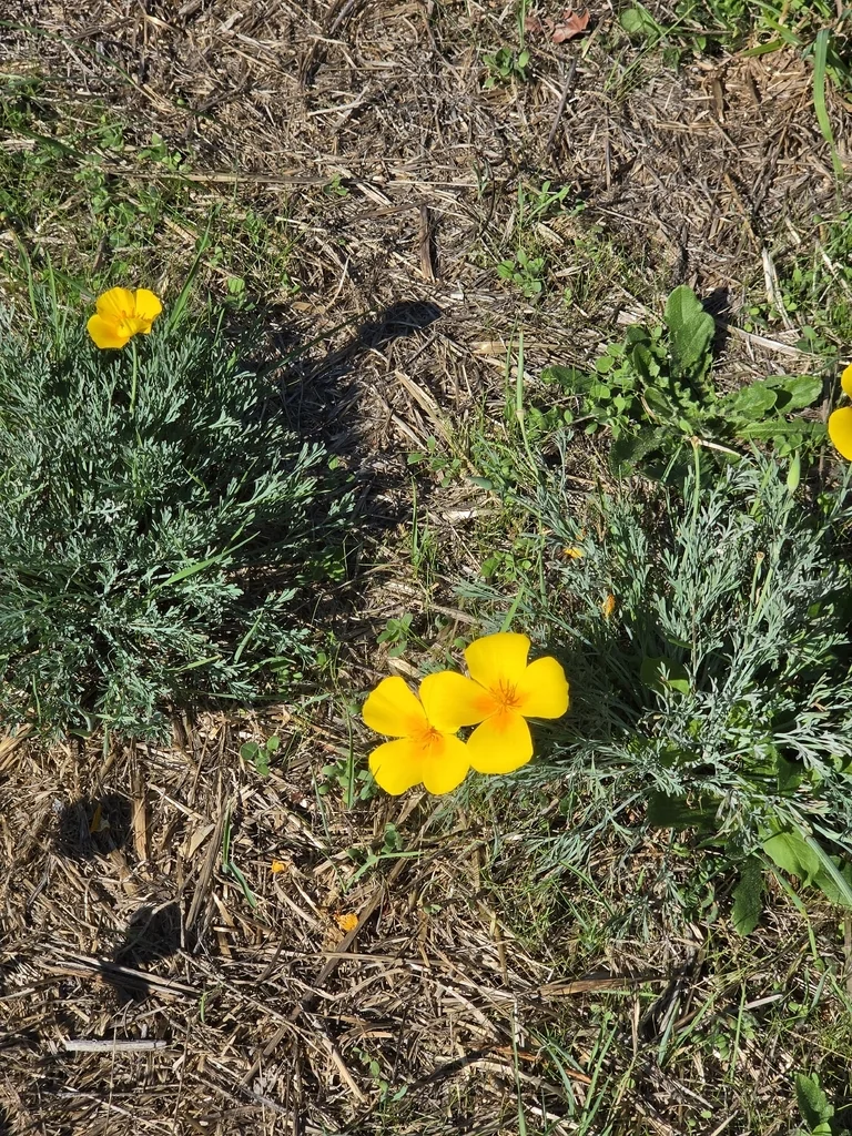 Eschscholzia Californica