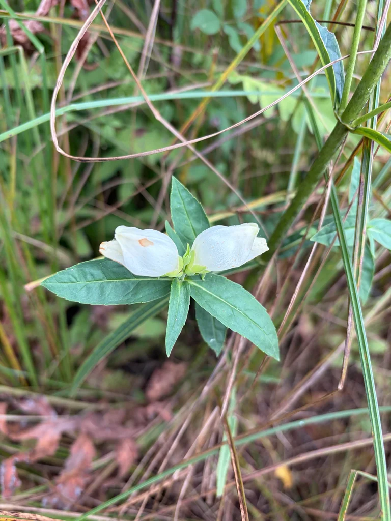 Chelone Glabra