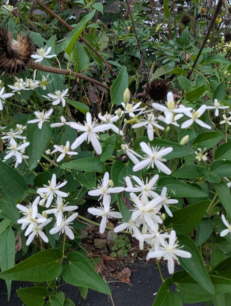 Clematis Ternifolia