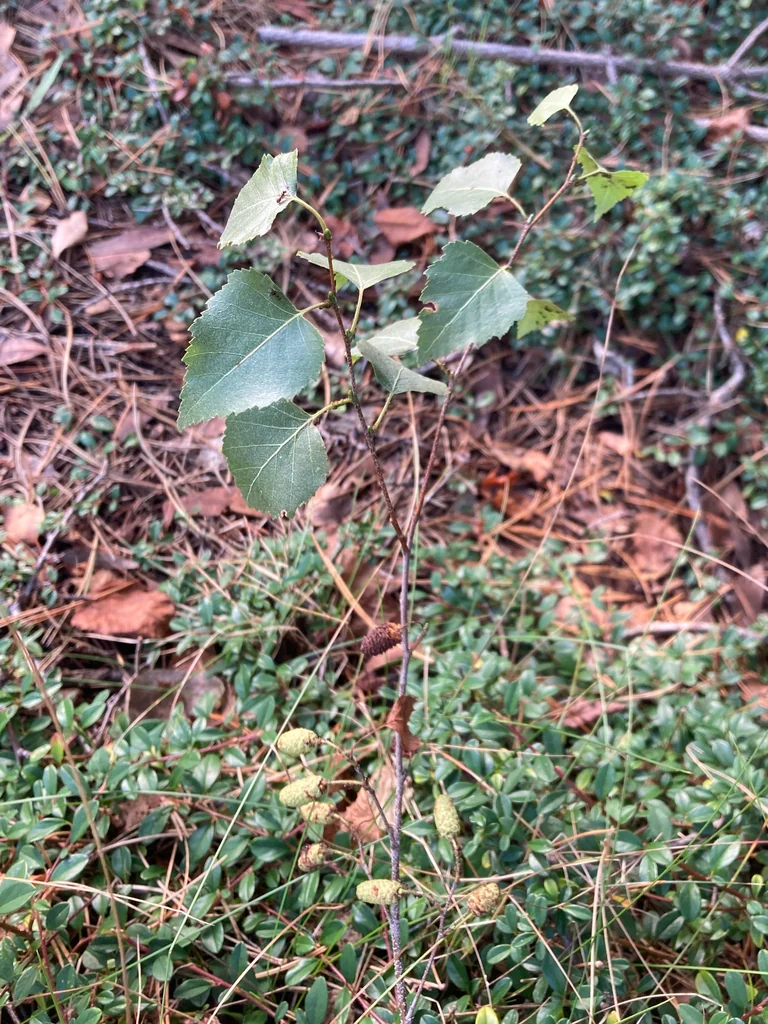 Betula Pendula