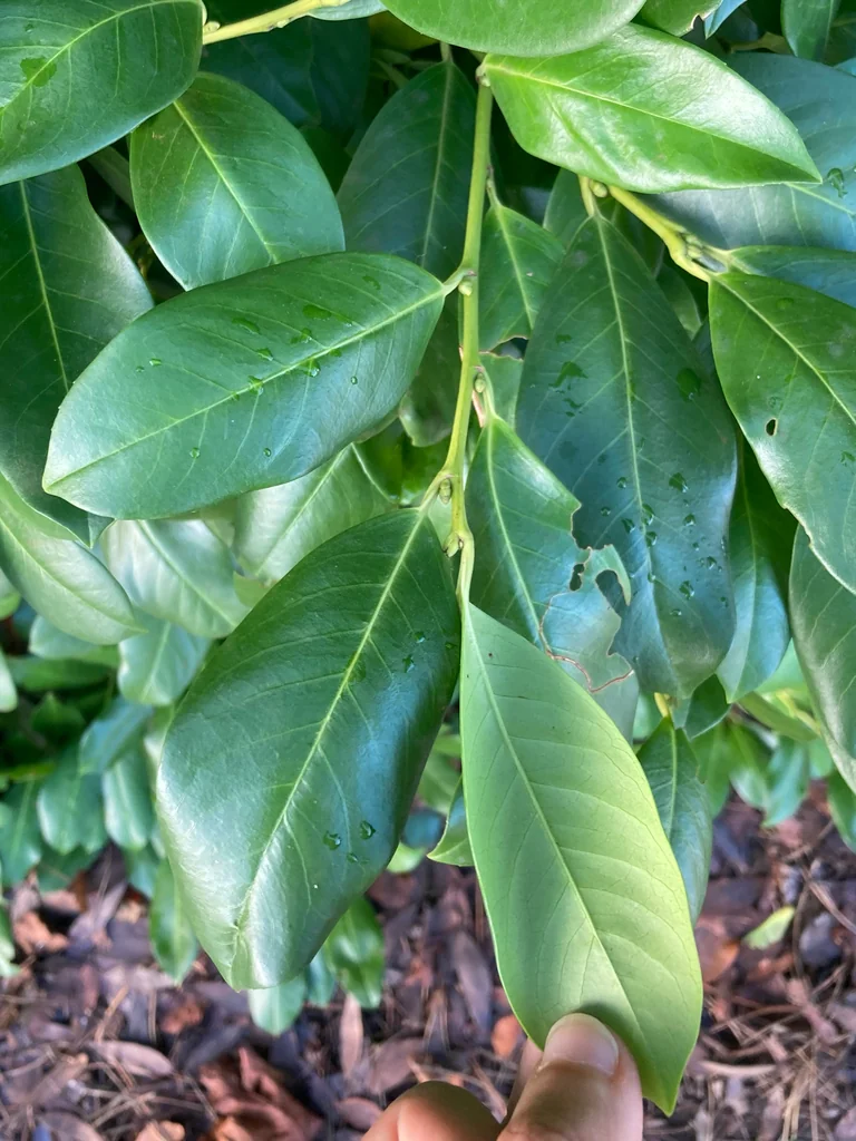 Prunus Laurocerasus