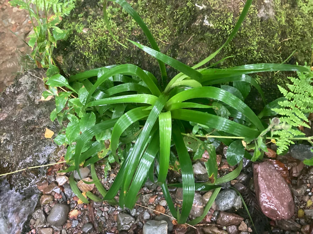 Luzula Sylvatica