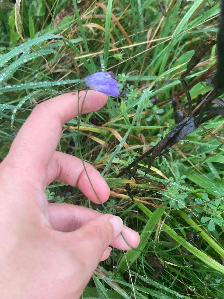 Campanula Rotundifolia