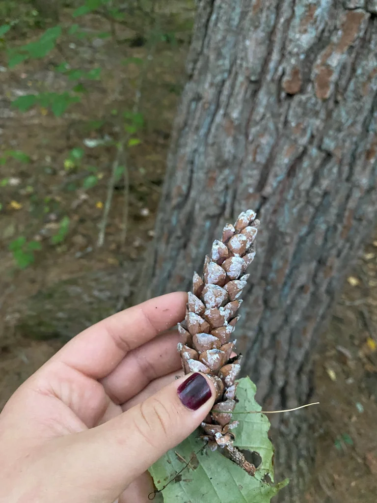 Pinus Strobus