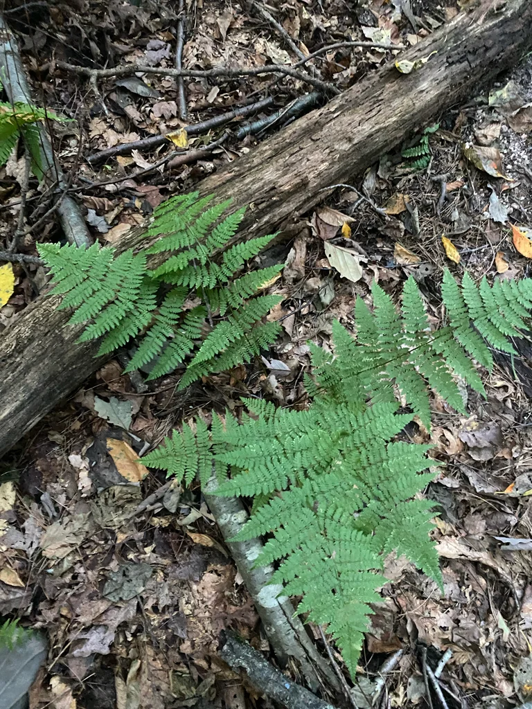 Dryopteris Intermedia