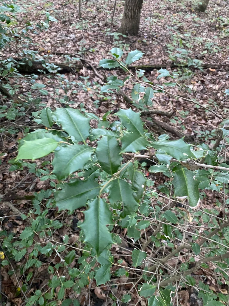 Ilex Opaca