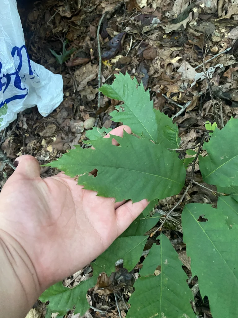 Castanea Dentata