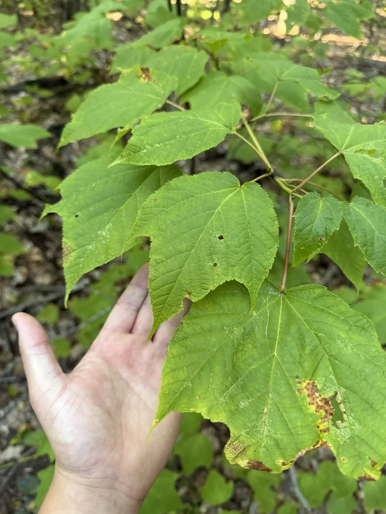 Acer Pensylvanicum