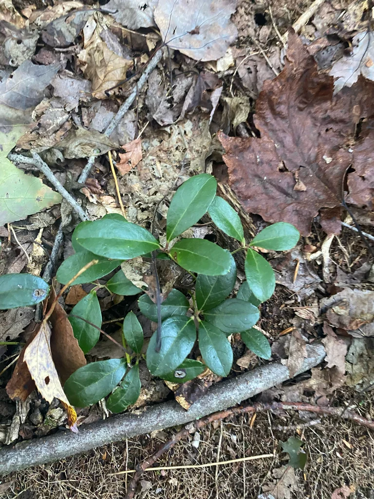 Gaultheria Procumbens
