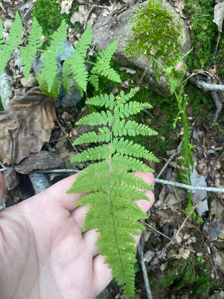 Dennstaedtia Punctiloba