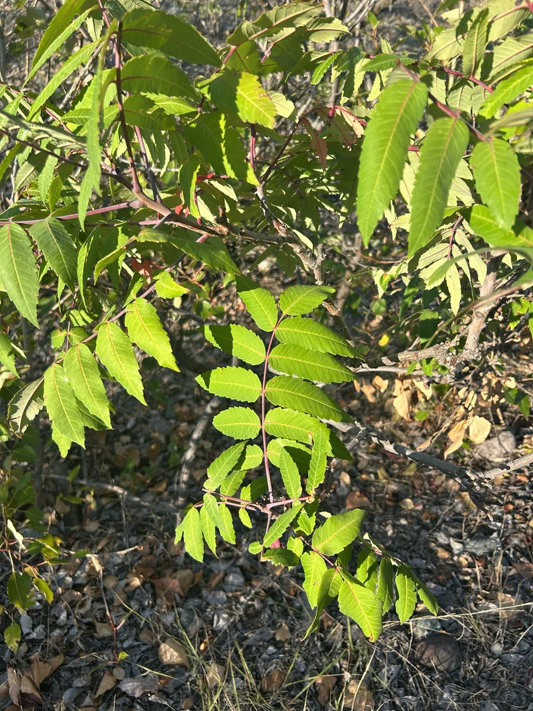 Rhus Glabra