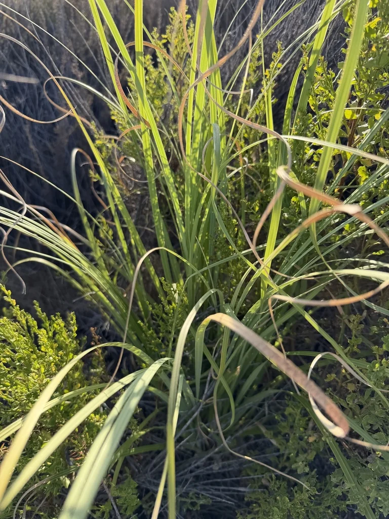 Cortaderia Selloana