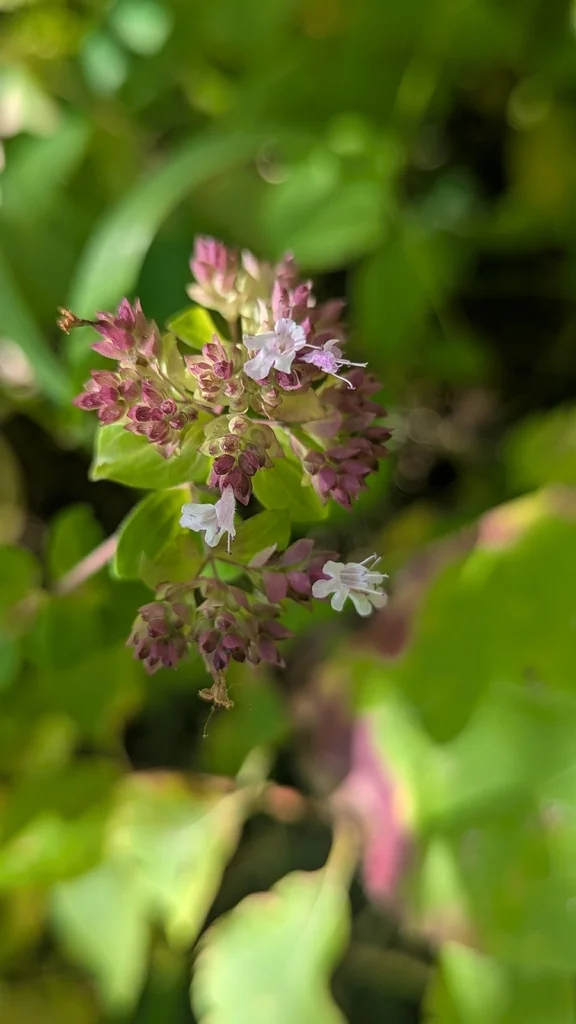 Origanum Vulgare