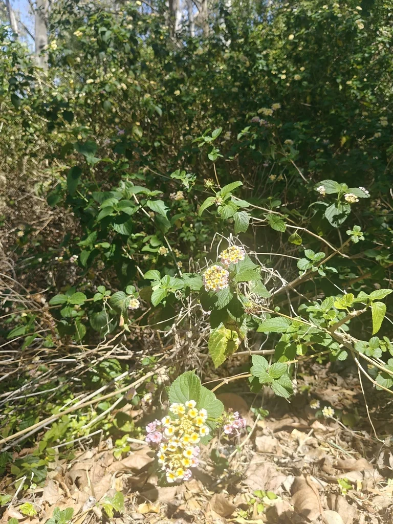 Lantana camara