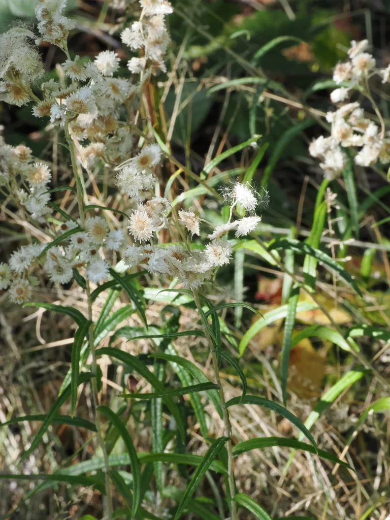 Anaphalis Margaritacea