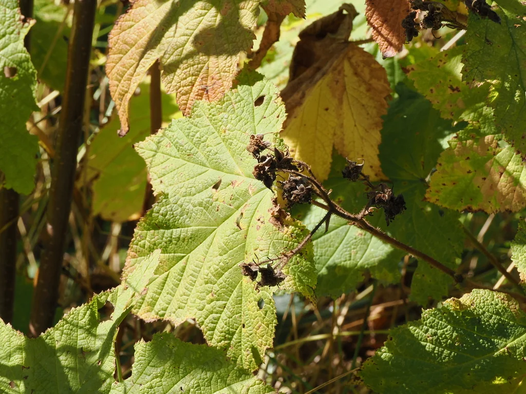 Rubus Parviflorus