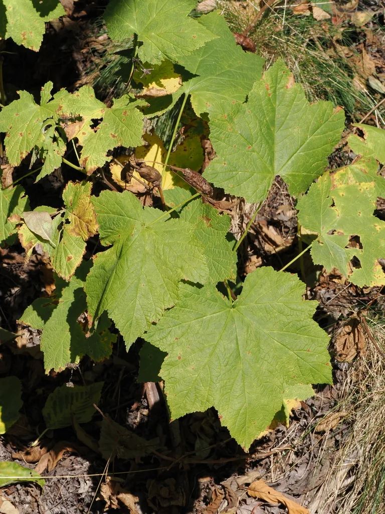Rubus Parviflorus