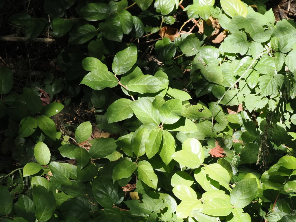 Gaultheria Shallon