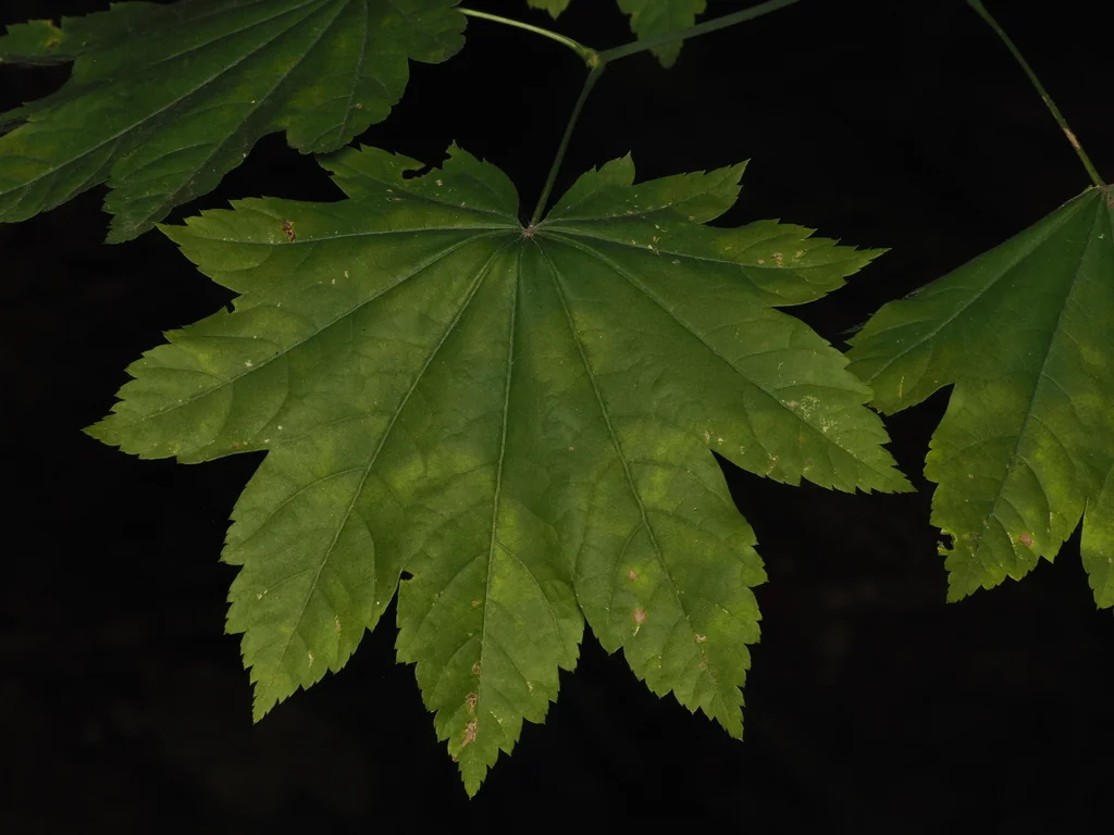 Acer Palmatum