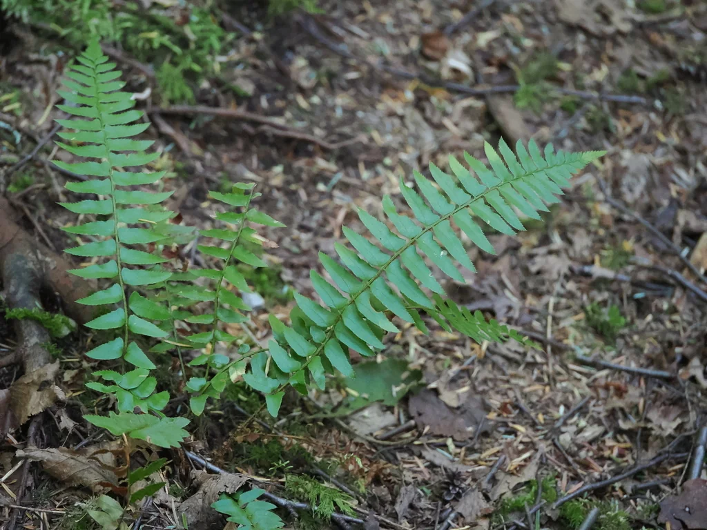Polystichum Munitum