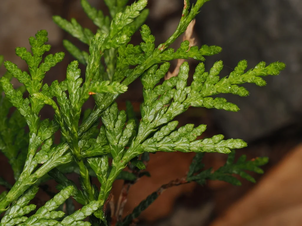 Thuja plicata