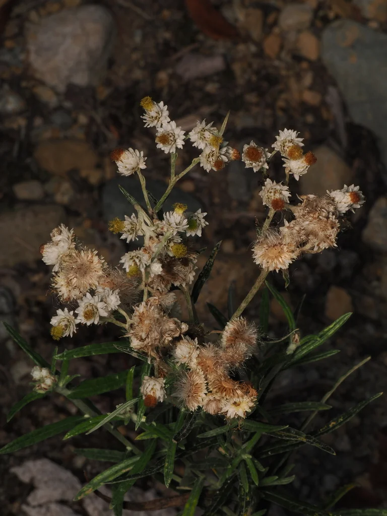 Anaphalis Margaritacea