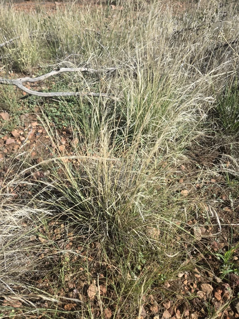 Aristida Purpurea