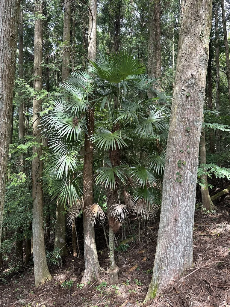 Trachycarpus Wagnerianus