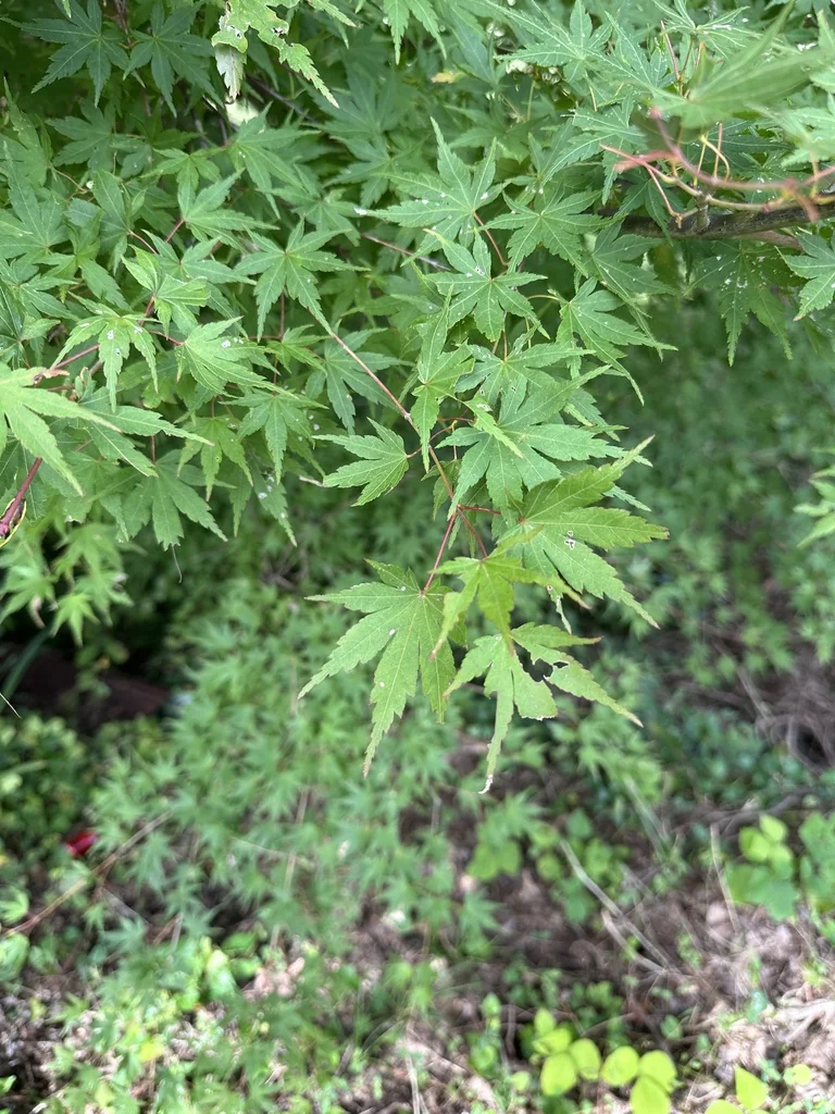 Acer Palmatum