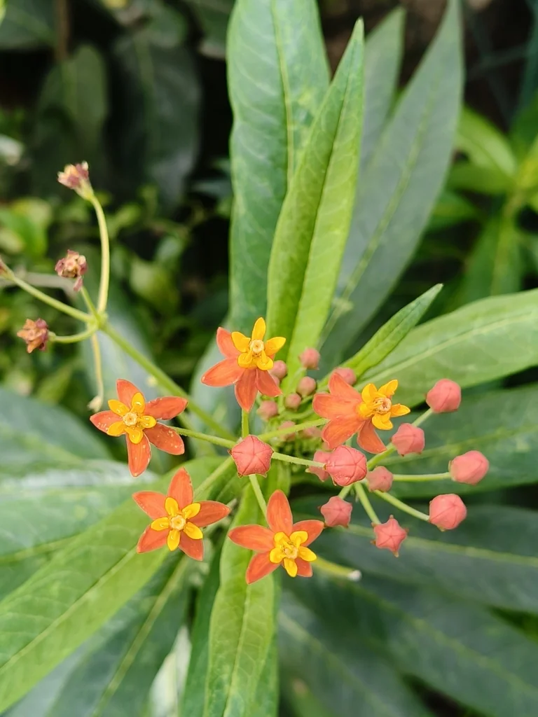 Asclepias Curassavica