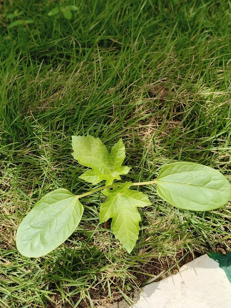 Ricinus Communis
