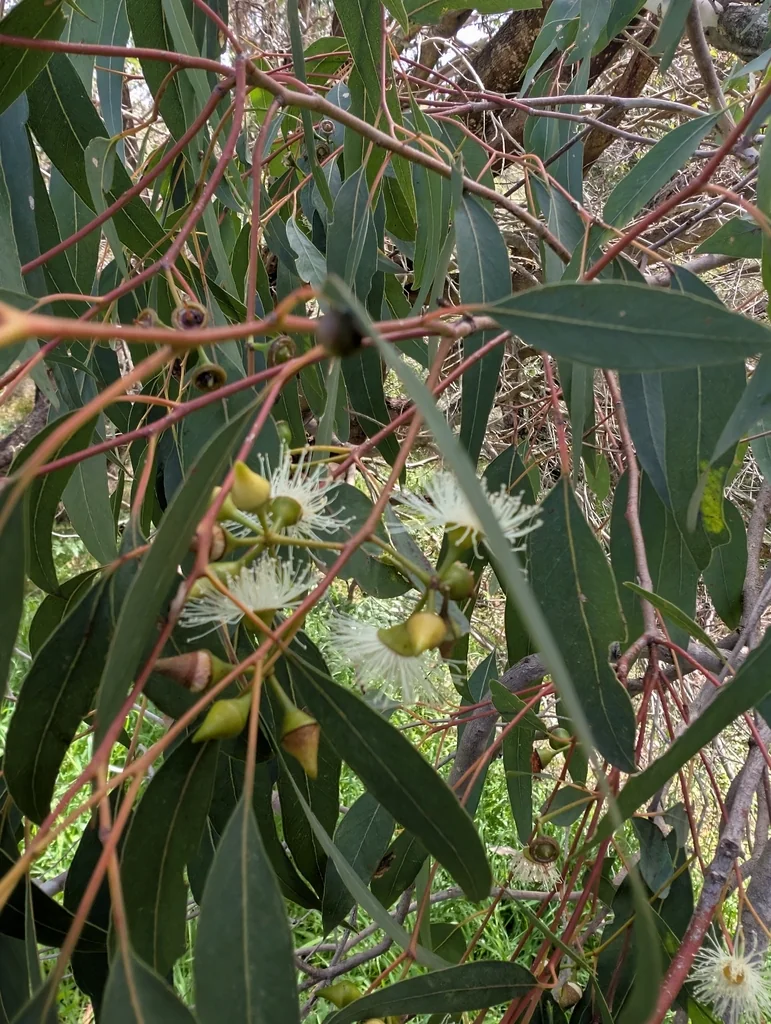 Eucalyptus Rudis