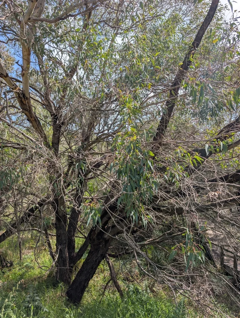 Eucalyptus Rudis
