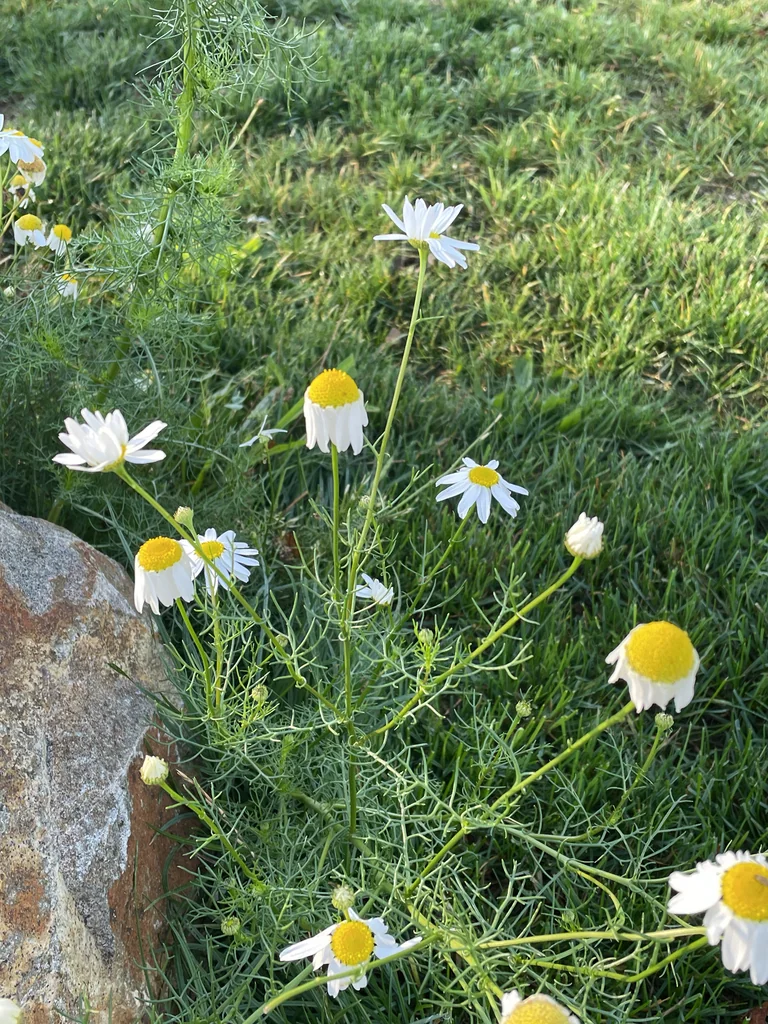 Matricaria Recutita