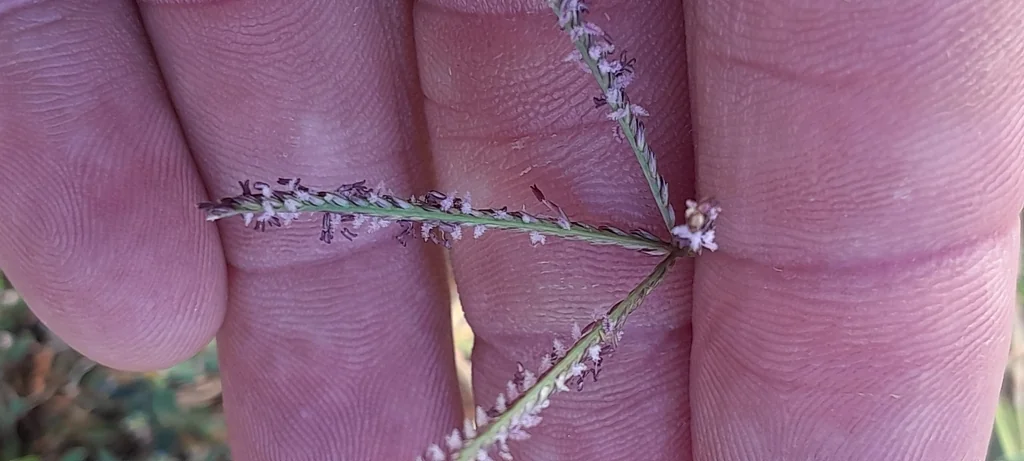 Cynodon Dactylon