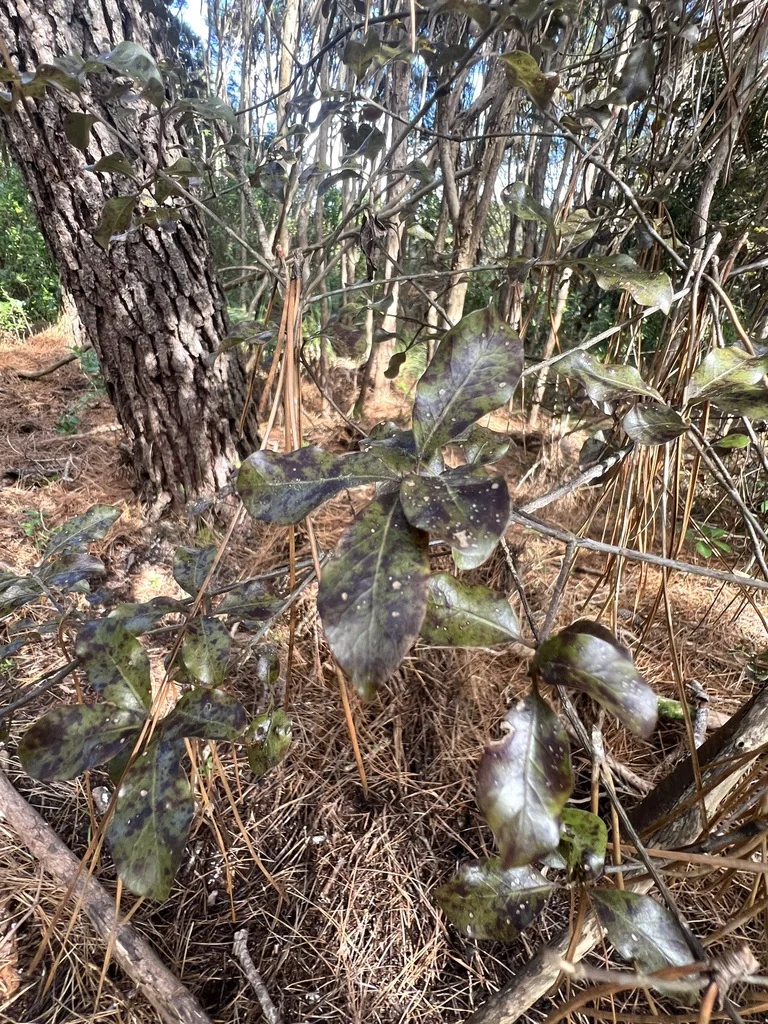 Pittosporum Tenuifolium