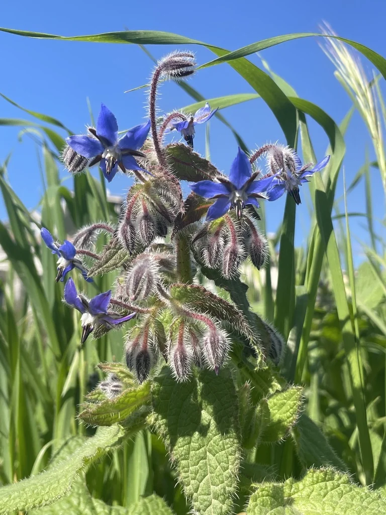 Borago Officinalis